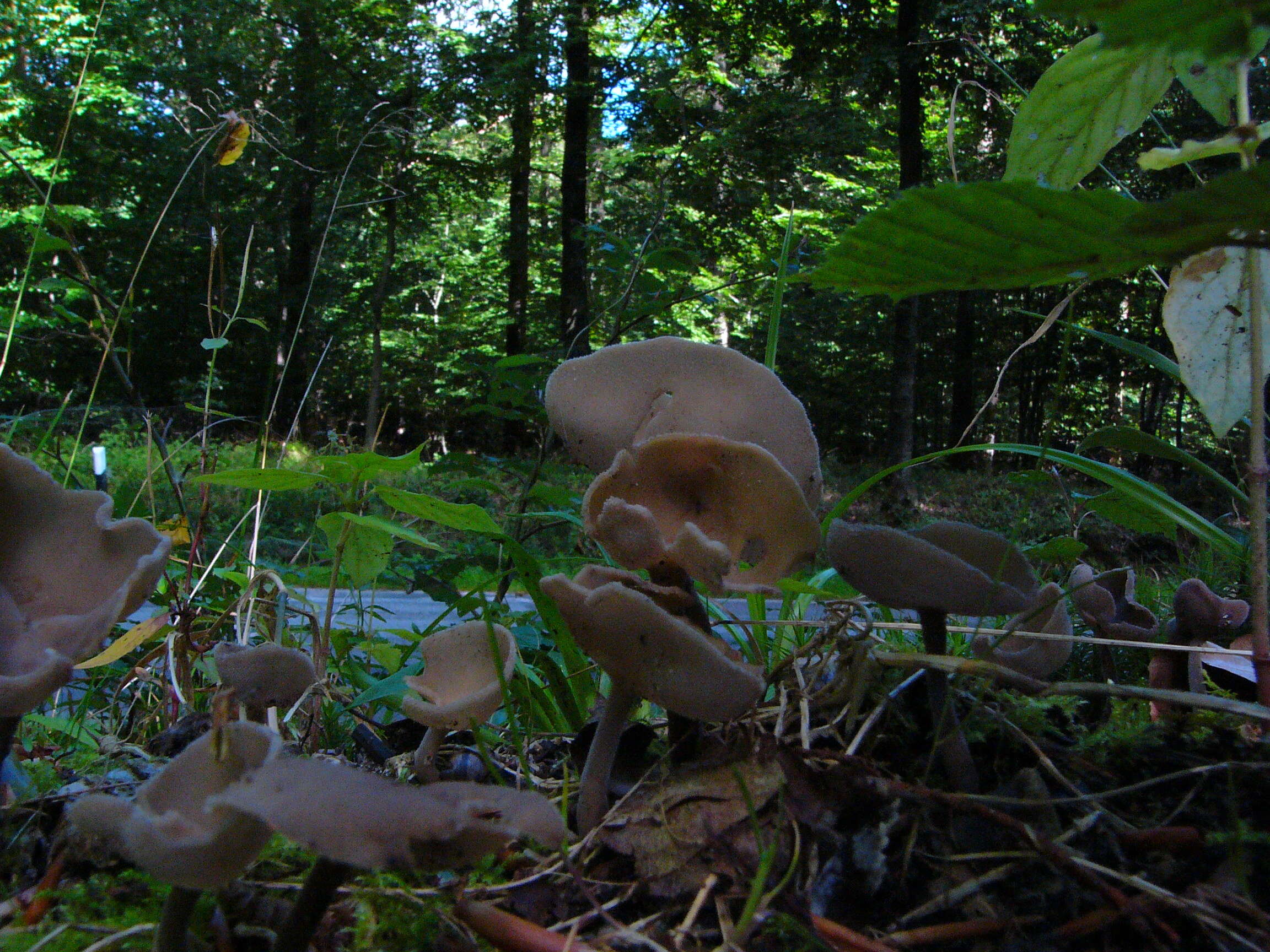 Imagem de Helvella macropus (Pers.) P. Karst. 1871