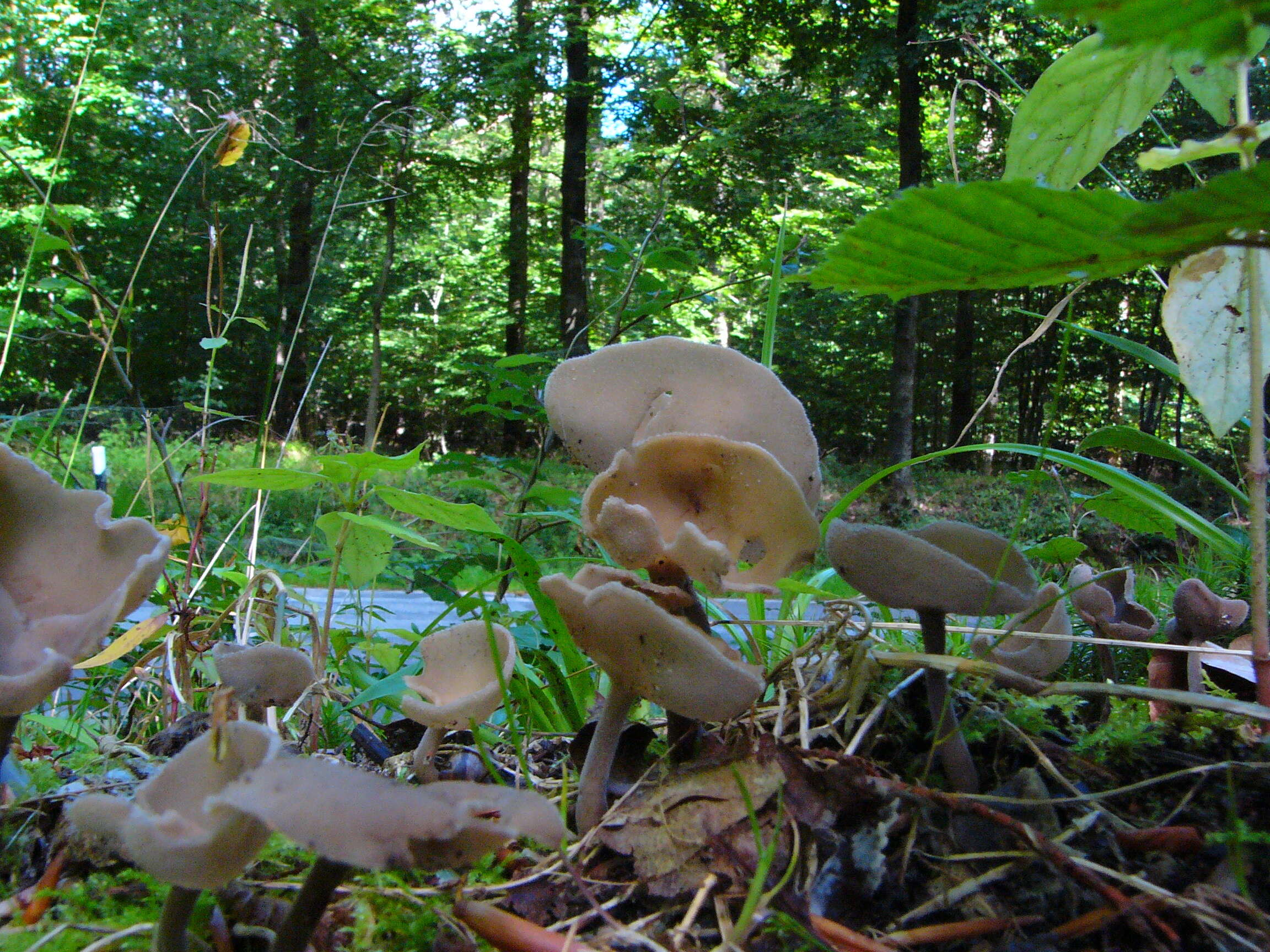 Imagem de Helvella macropus (Pers.) P. Karst. 1871