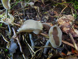 Imagem de Helvella macropus (Pers.) P. Karst. 1871