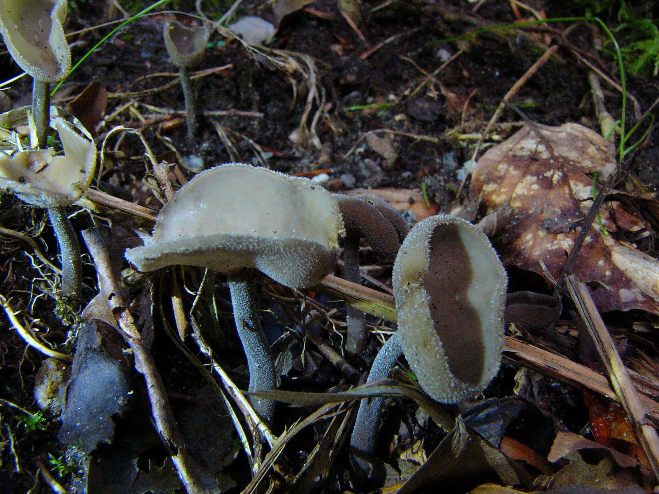 Imagem de Helvella macropus (Pers.) P. Karst. 1871