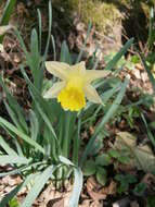 Image of daffodil