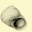 Image of Charisma arenacea (Pritchard & Gatliff 1902)