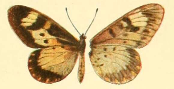 Image de Acraea acerata Hewitson 1874