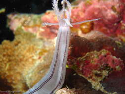 Image of Lampert's Sea Cucumber