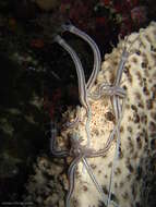 Image of Lampert's Sea Cucumber