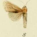 Holcoceroides ferrugineotincta Strand 1913的圖片