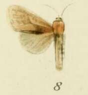 صورة Holcoceroides