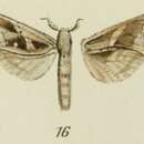 Image of Oreocossus occidentalis Strand 1913