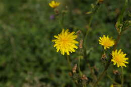 Image of hawkweed oxtongue