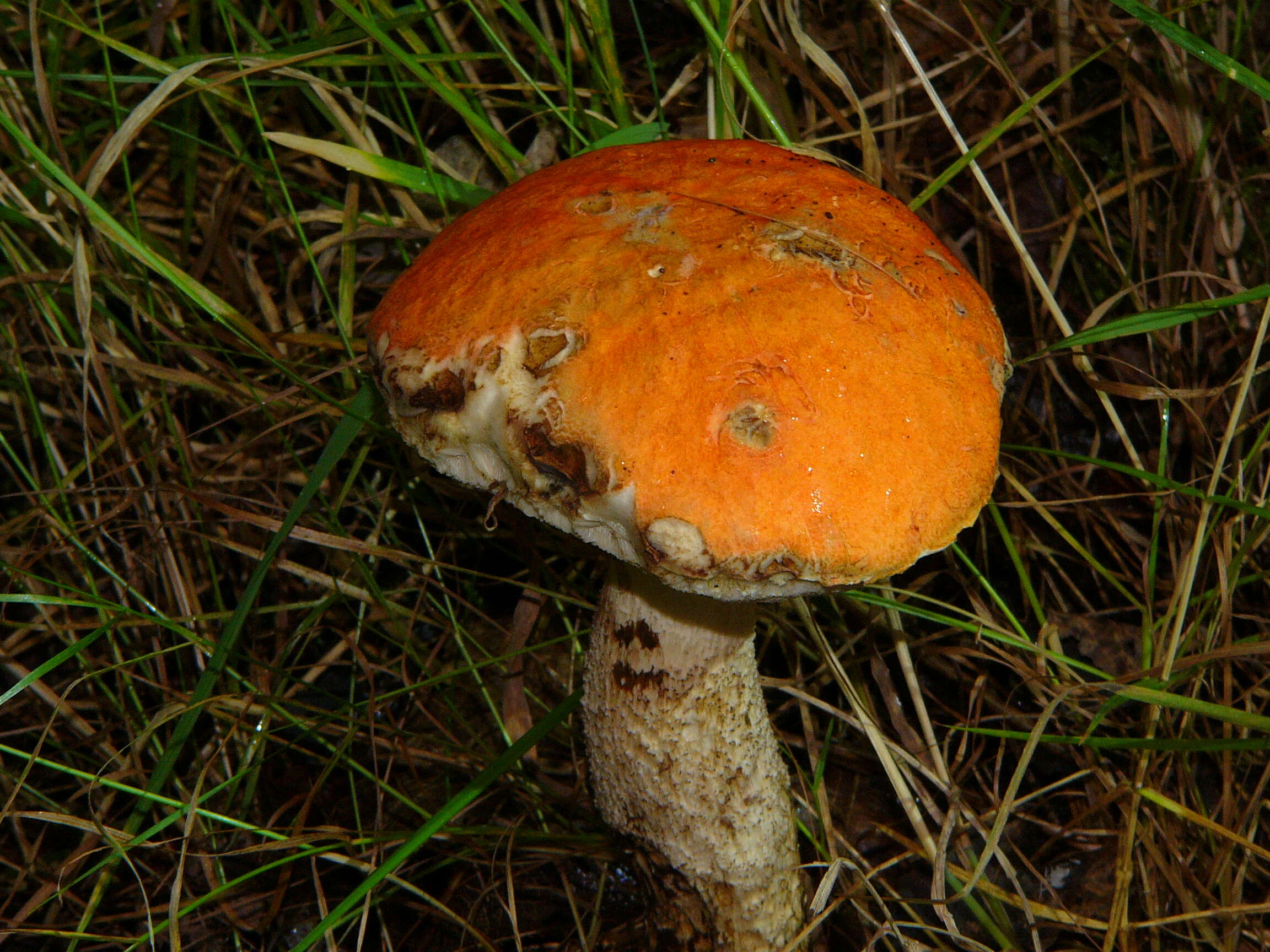 Image of Leccinum albostipitatum den Bakker & Noordel. 2005