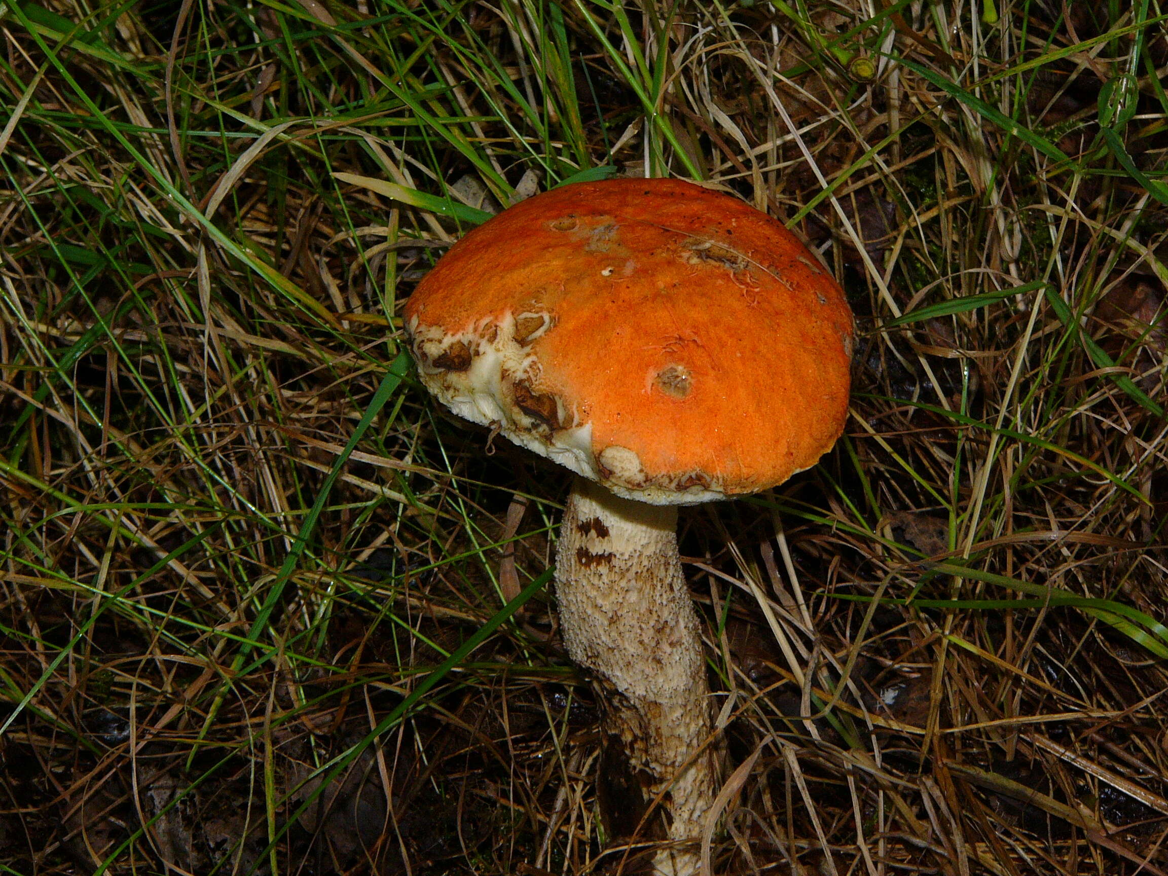 Image of Leccinum albostipitatum den Bakker & Noordel. 2005