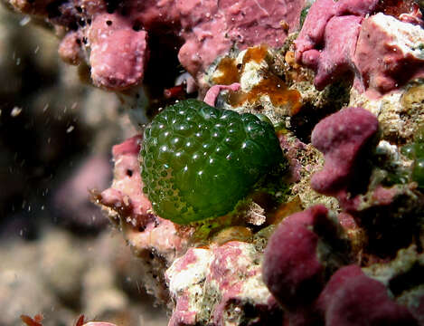 Image of Siphonocladaceae