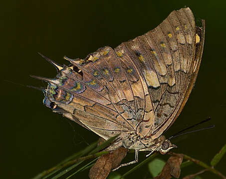 Imagem de Charaxes solon Fabricius 1793