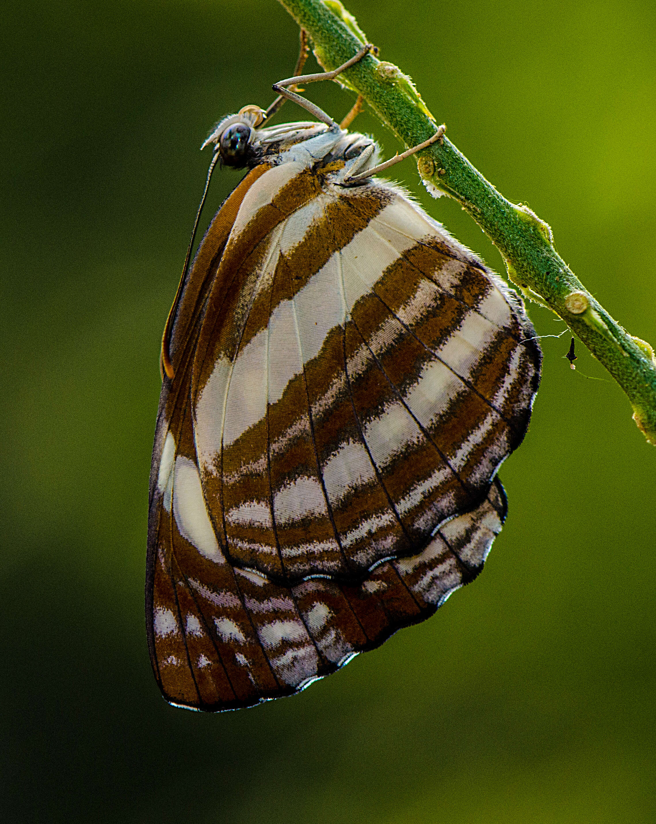 Image of Neptis nata Moore 1857