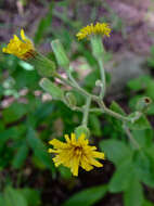 Image of rough hawkweed