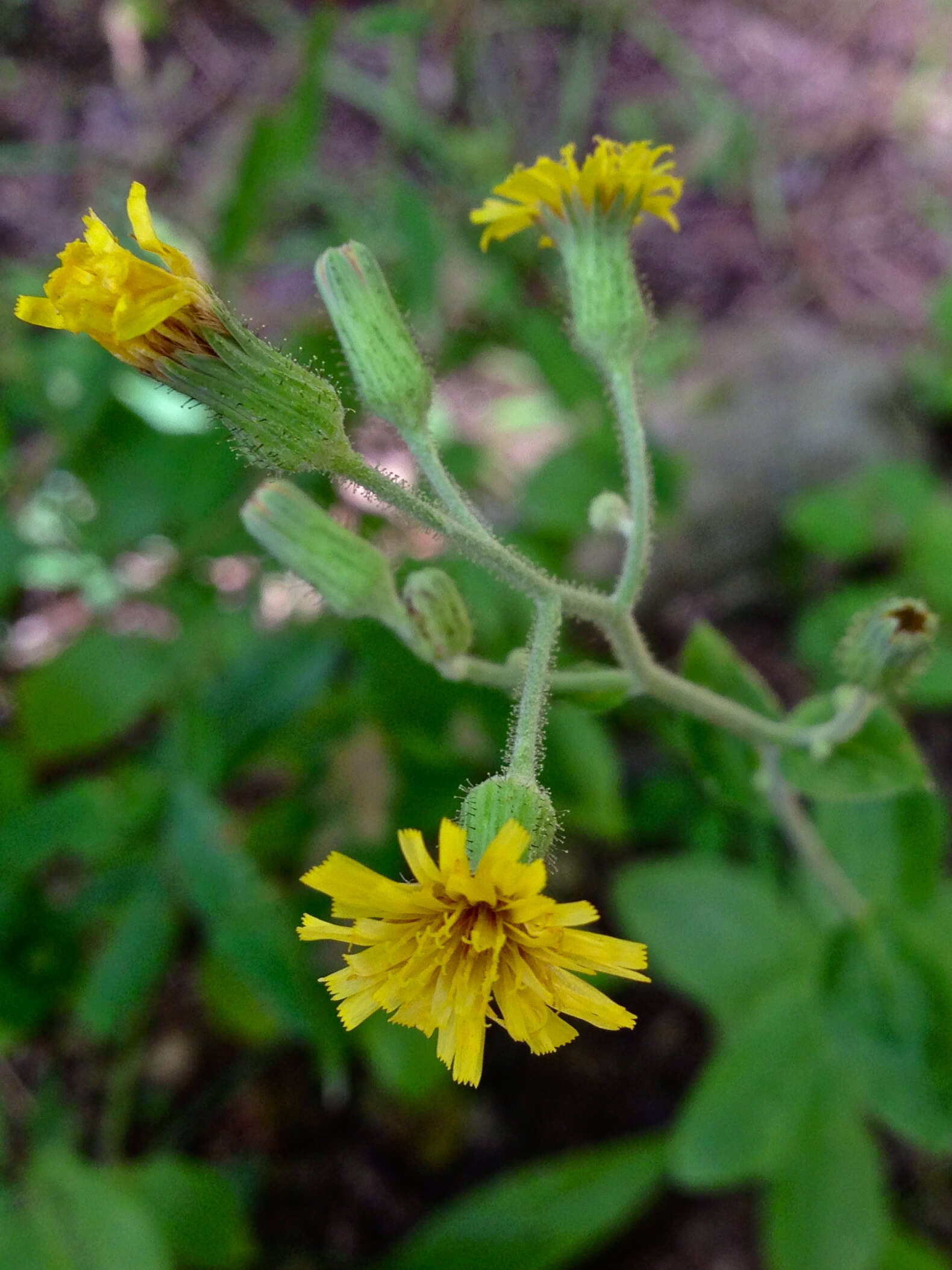 Image of rough hawkweed