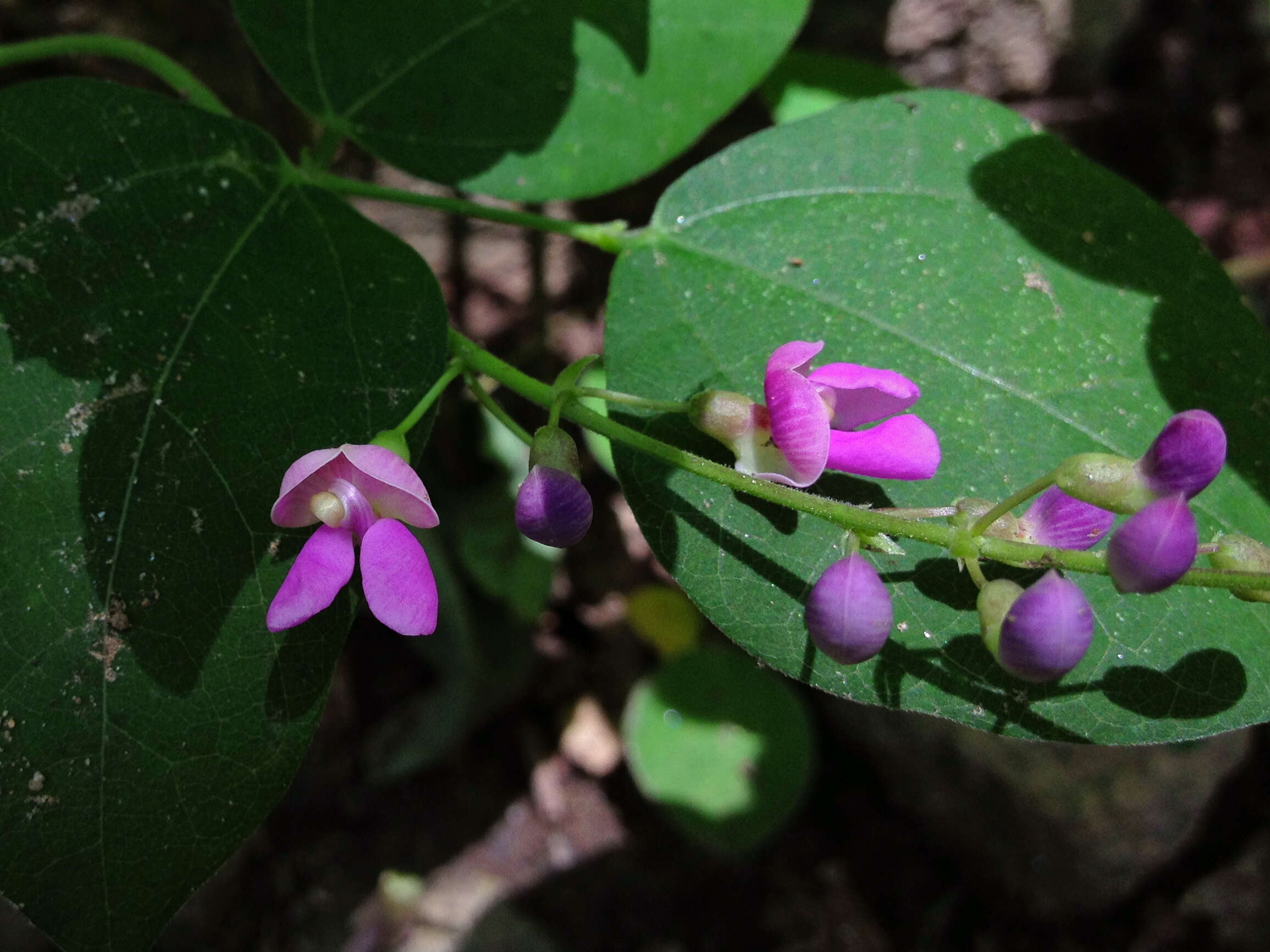 Image of Thicket Bean