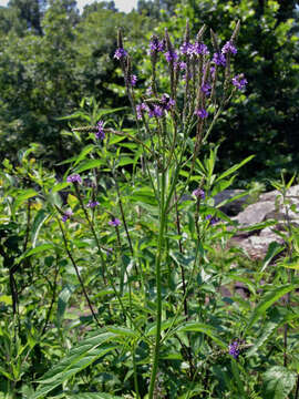 Image of swamp verbena