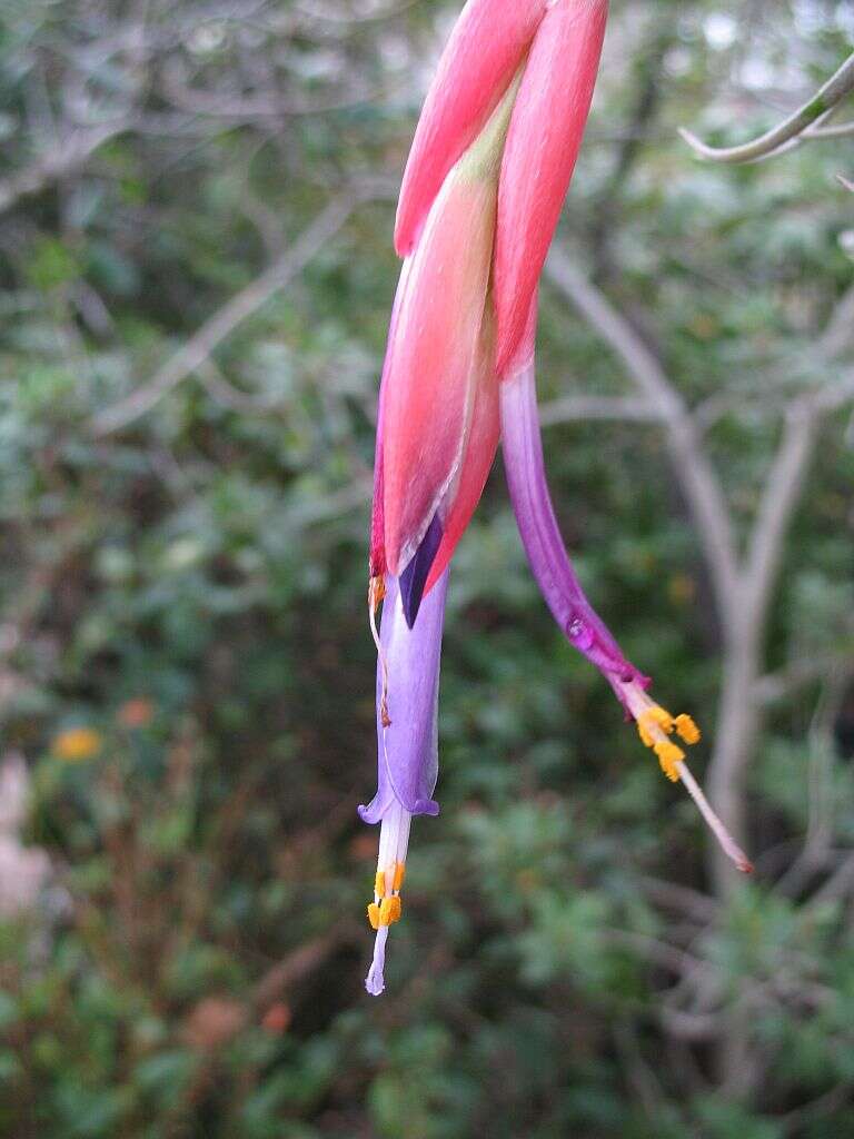 Tillandsia andrieuxii (Mez) L. B. Sm. resmi