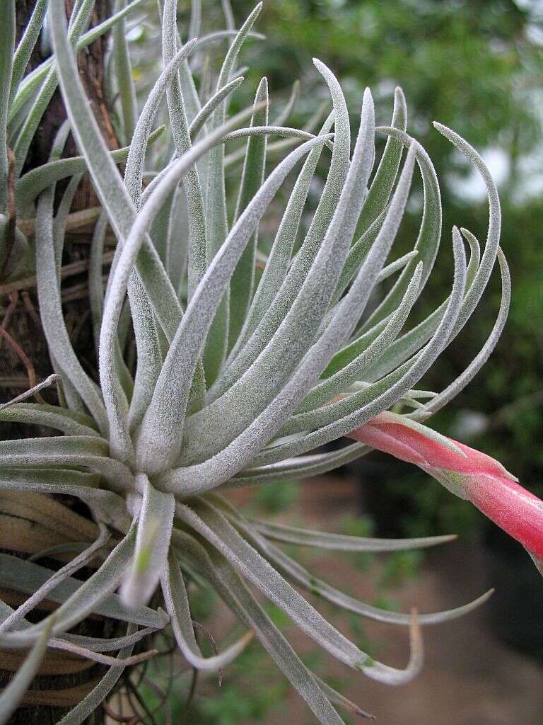 Image of Tillandsia andrieuxii (Mez) L. B. Sm.