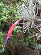 Tillandsia andrieuxii (Mez) L. B. Sm. resmi