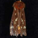 Image of St. Lawrence Tiger Moth