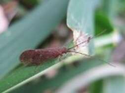 Image of Platte River caddisfly