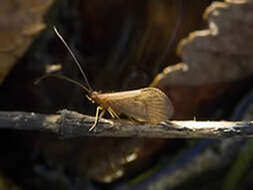Image of Platte River caddisfly