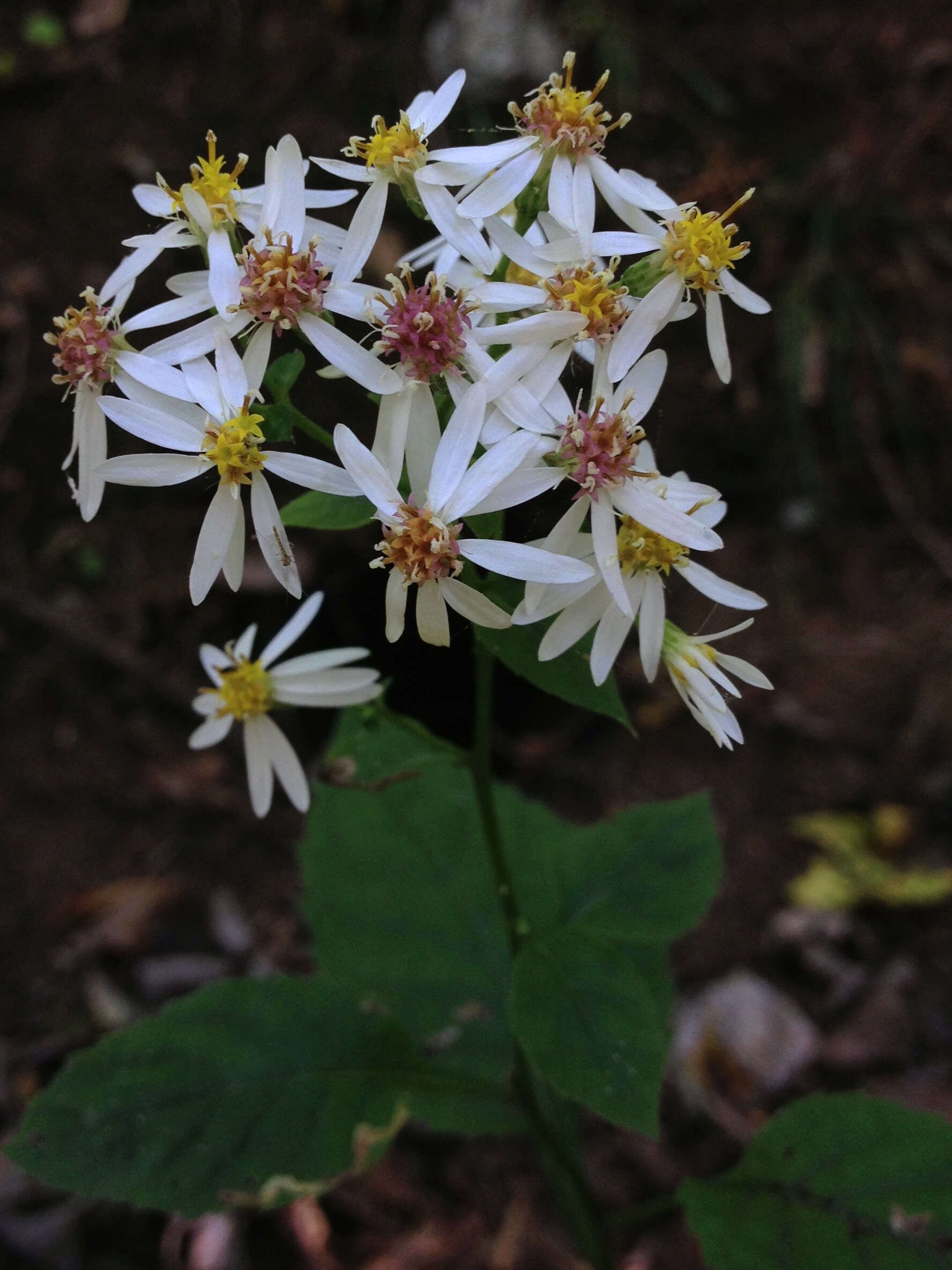 Image of white wood aster