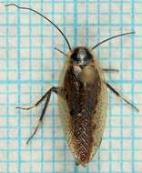 Image of dusky cockroach