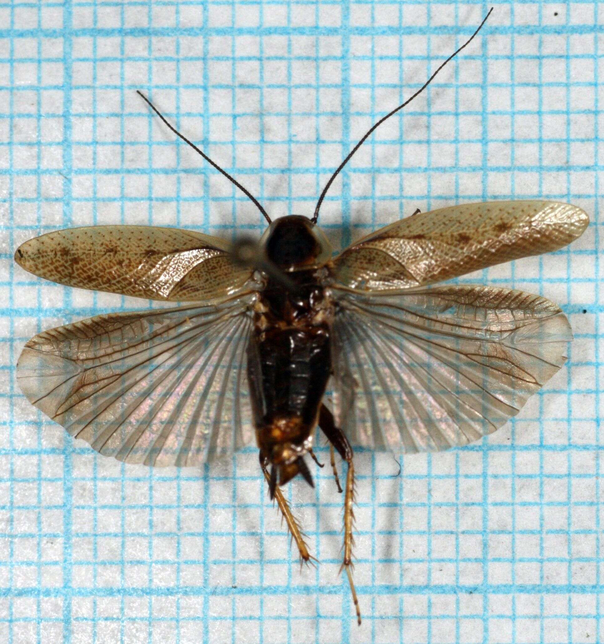 Image of dusky cockroach