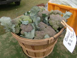 Image of sprouting broccoli