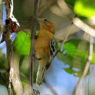 Image of Large-billed Antwren