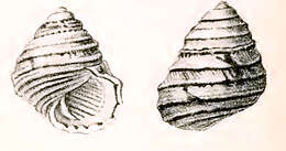 Image of Austrocochlea constricta (Lamarck 1822)