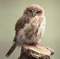 Image of Pearl-spotted Owlet