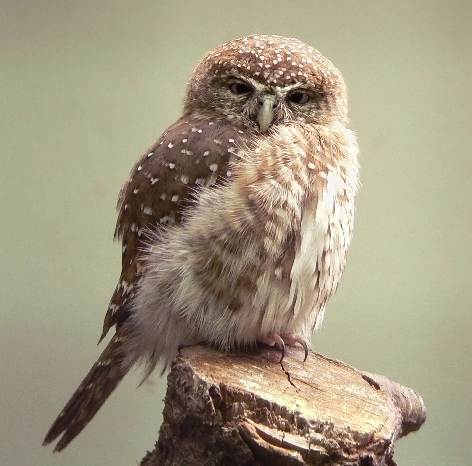 Image of Pearl-spotted Owlet