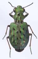 Image of Delta Green Ground Beetle