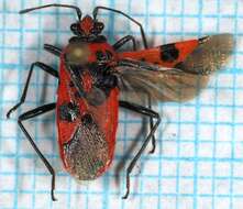 Image of black & red squash bug