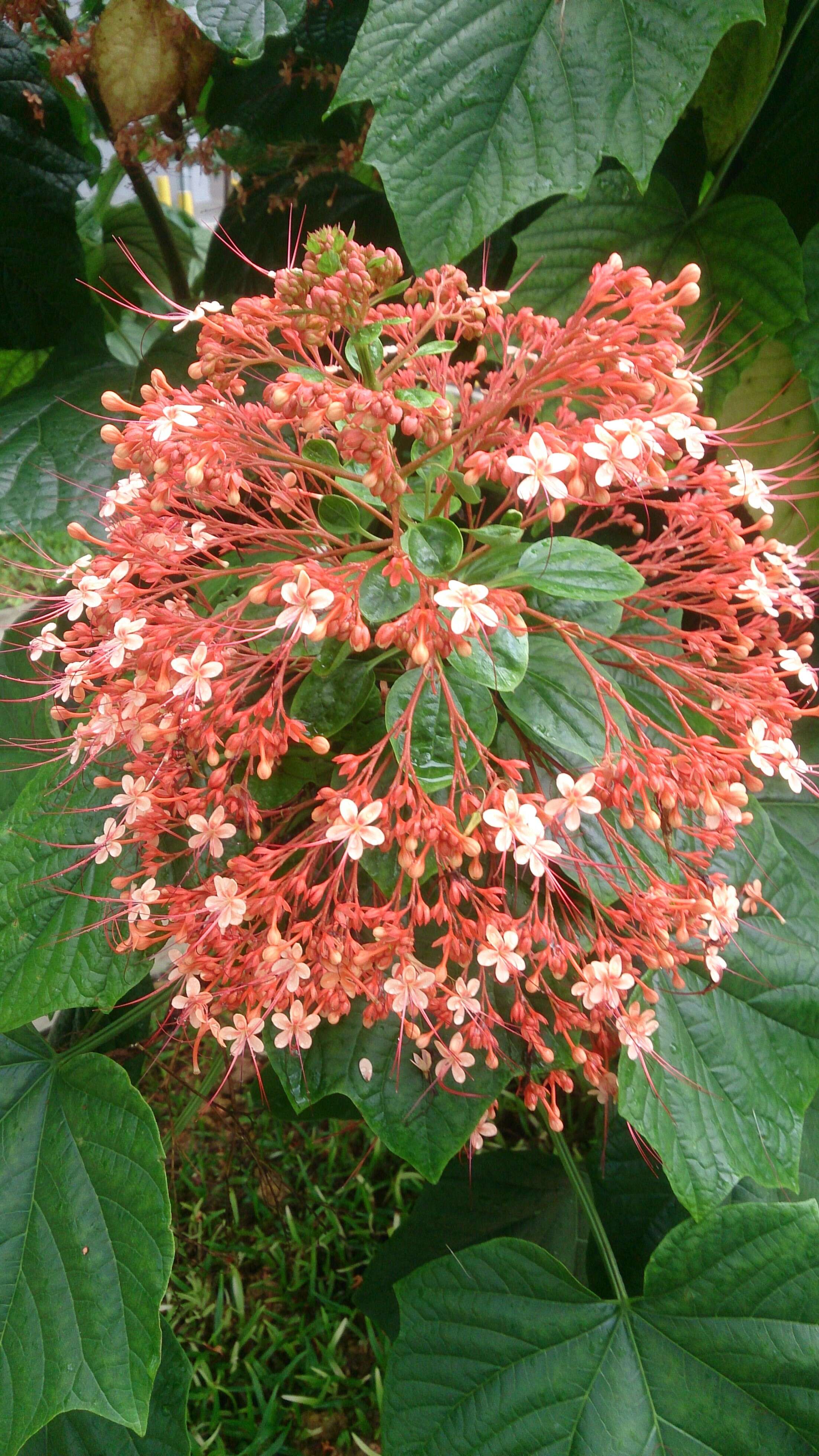 Imagem de Clerodendrum paniculatum L.