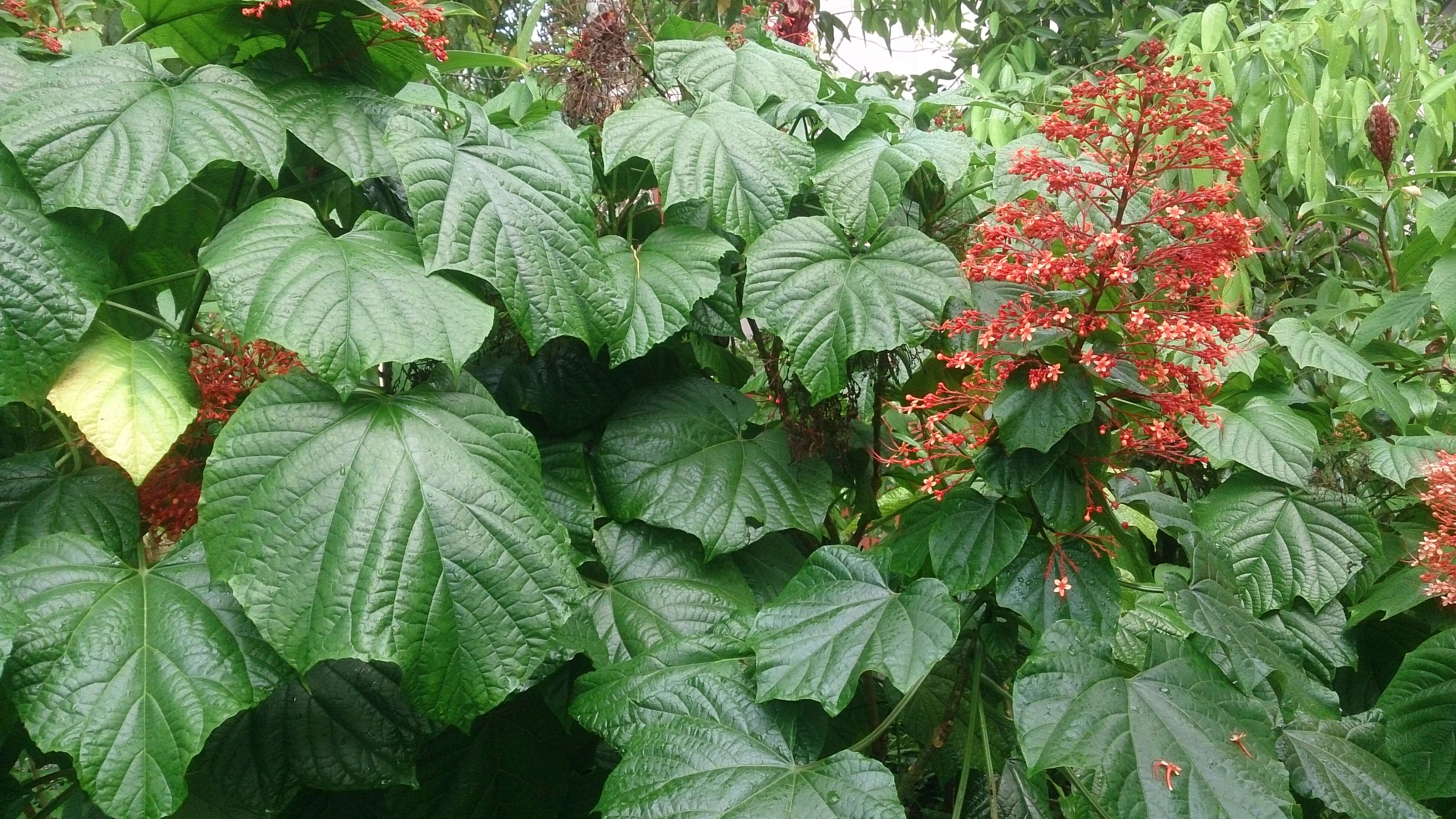 Imagem de Clerodendrum paniculatum L.