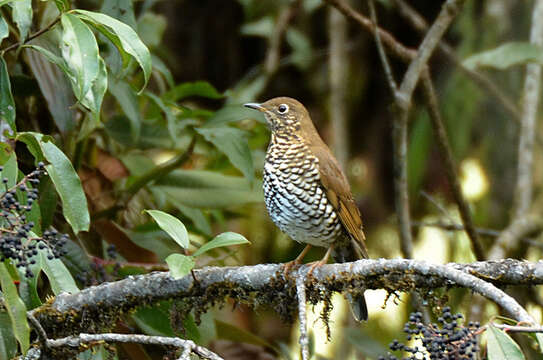 Image of Plain-backed Thrush