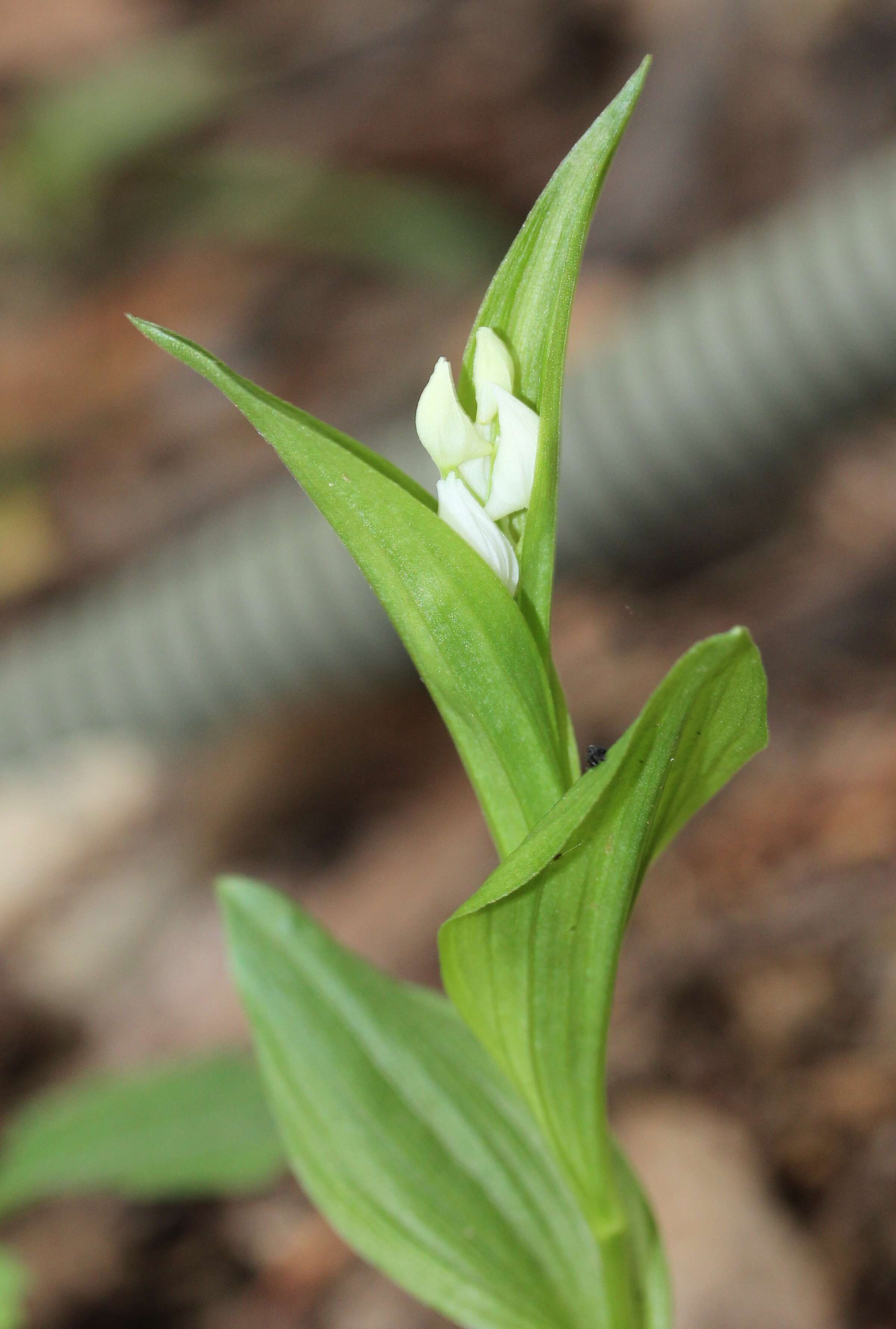 Image of Cephalanthera erecta (Thunb.) Blume