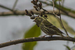 Image de Serin du Tibet