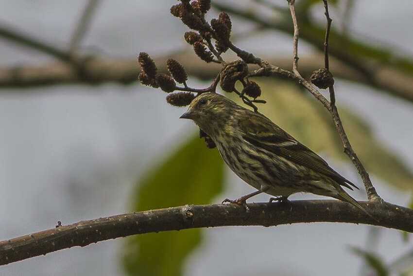 Image of Tibetan Serin