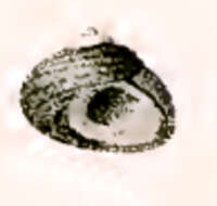 Image of Diloma coracina