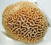 Image of lesser star coral