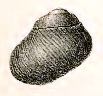 Image of Diloma nigerrima