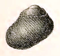 Image of Diloma nigerrima