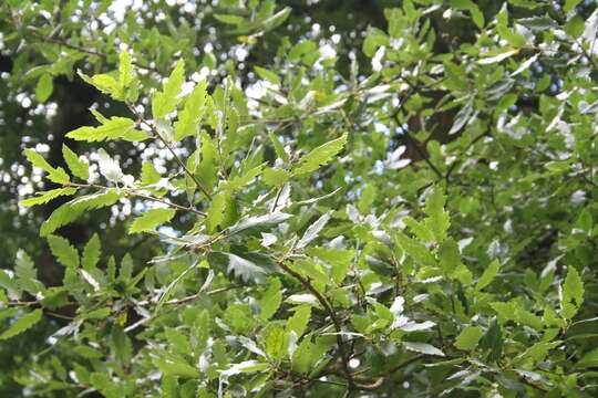 Image of Quercus hispanica Lam.