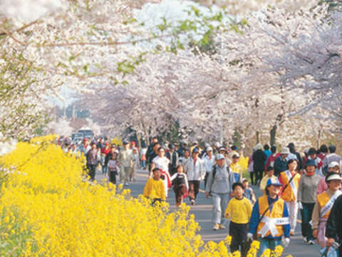 Image of Prunus × nudiflora